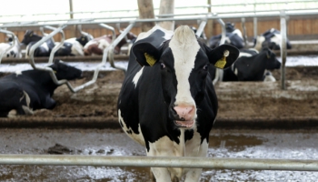 Latvijas piensaimnieki izsmēluši gandrīz visu atbalstu par ražošanas sašaurināšanu