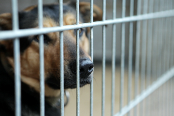 Покусала — значит, агрессивная? Планируют изменить критерии оценки собак