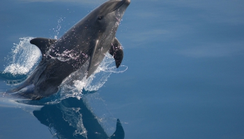Stagari, pudeļdeguna delfīni un citi reti sastopamie Baltijas jūras iemītnieki