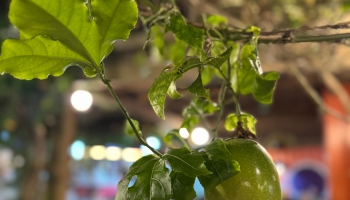 CFMB#398 - Ziema Skan