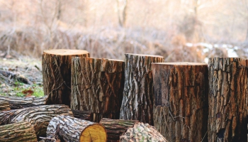 Krustpunktā diskusija: kas notiek kokmateriālu tirgū?