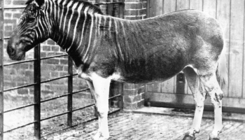 12. augusts. Nomirst pēdēja kvaga - zebrai radniecīgs Dienvidāfrikas zālēdājs