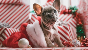 Vai Ziemassvētku laiks ir īstais brīdis dzīvnieka ienākšanai ģimenē?