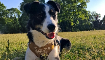 Vai pareizi ir adoptēt suni un kaķi tieši Ziemassvētkos?