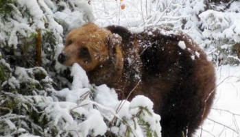 Brūnie lāči Latvijā - pētījumi par sugu un dzīvnieka dzīvesveidu