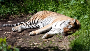 Rīgas zoodārzā ieradušies Amūras tīģeri, Grevi zebras, Garneta galago un Ķīnas mundžaks
