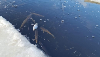Zivju dzīve ziemā: kā organisms piemērojas aukstumam un barības trūkumam?