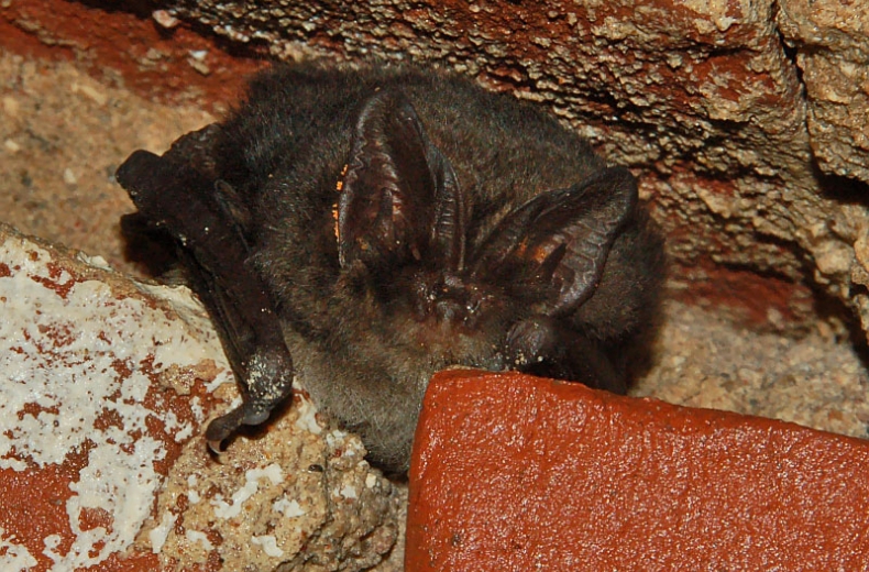 Eiropas platausu sikspārnis