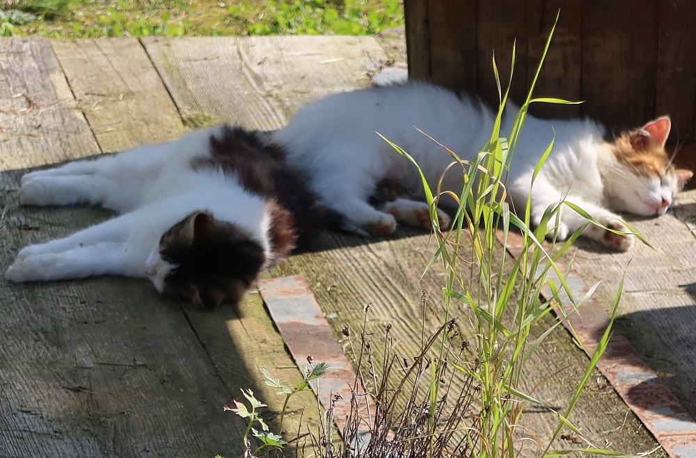 Monta Vecozola, dzīve laukos