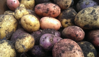 Почему исчезают латвийские сорта картофеля?