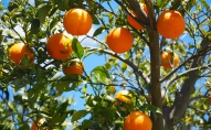Klimats kļūst arvien siltāks. Tomēr Latvijā nevarēs audzēt apelsīnus un olīvas