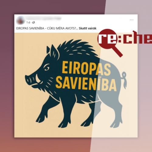 Re:Check: Āfrikas cūku mēris Latvijā nav ievazāts apzināti