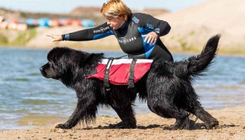 Kad un kāpēc izvēleties lielos suņus, jeb ko nozīmē gigantisko suņu turēšana?
