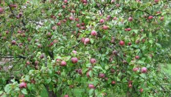 Vācam ābolu ražu! Pašus kokus kopsim vēlāk