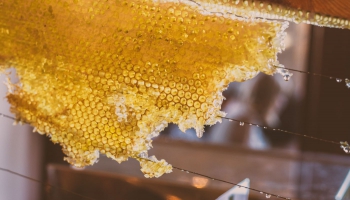 Bites pilsētvidē: urbānā biškopība māca sadzīvot ar kaimiņiem