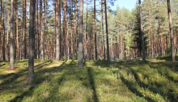 Plūdu dēļ mežsaimniecībā visā Latvijā izsludina katastrofas situāciju