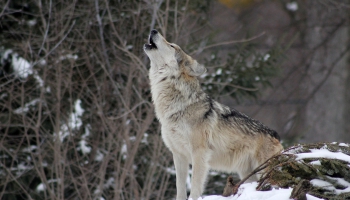 Valsts meža dienests aicina ziņot par vilku klātbūtnes pazīmēm