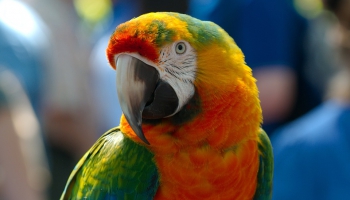 Говорящий попугай - мечта для тех, у кого его нет, и гордость для тех, у кого он есть