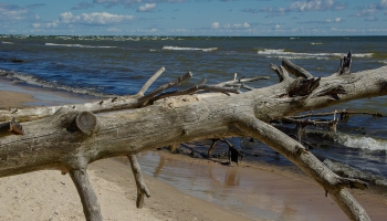 Naktsāķis 14.11.2025