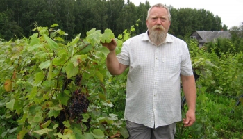 Ģirts Miķelsons Īslīces pagastā audzē 300 vīnogu šķirnes un dara vīnu
