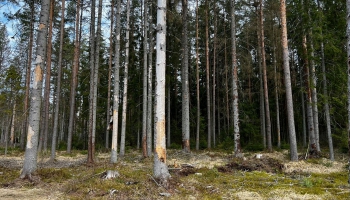 Meži pošvaļdeibuos nainventarizāti i niu tys ir naizmontuots resurss