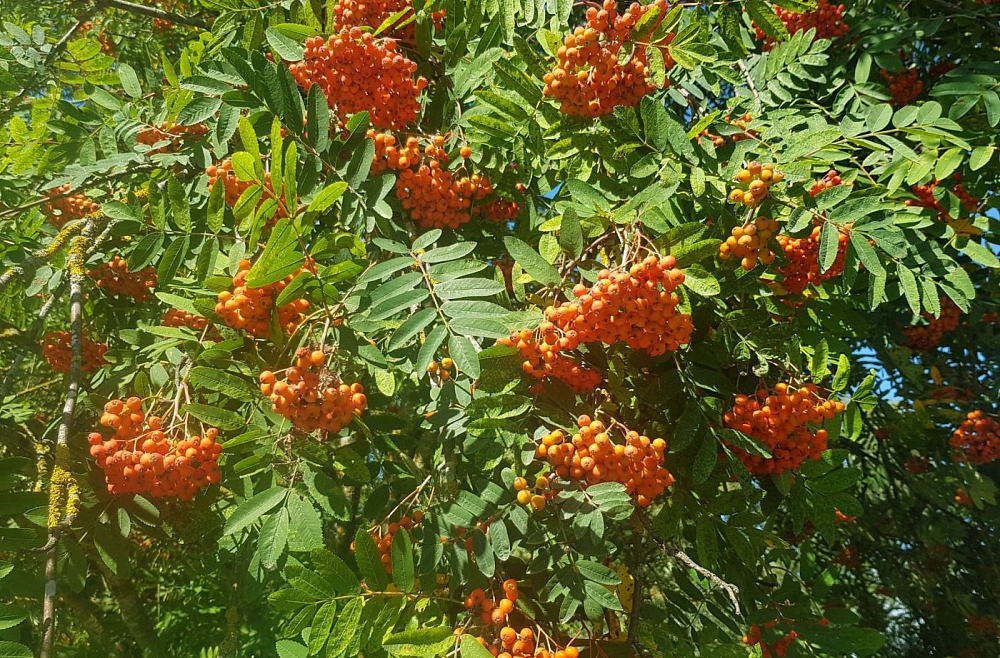 Svētrīts. Studijā priesteris Modris Lācis