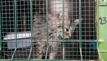 Латгалия без равнодушия: как помогают бездомным животным