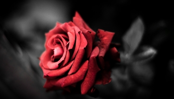Dzied lakstīgala rozei... Rimska-Korsakova dziesmu atskaņo Auguste Klinka un Vilma Cīrule