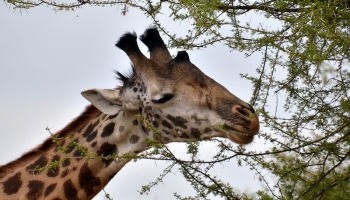 Cik un kas jāēd žirafei nebrīvē, jeb kā baro zoodārza iemītniekus