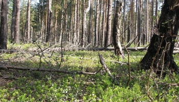 Latvijas Meža īpašnieku biedrības pārstāvis par jauniem nosacījumiem koku ciršanai mežā