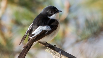 Putnu kooperācija: melnā mušķērāja neparastā daudzsievība