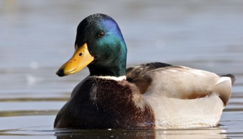 Tieši meža pīle ir tā, kas saka "pēk"