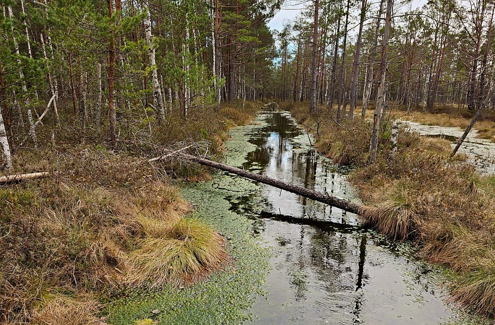 Kāpēc purvam vajag ūdeni? Pabeigta izpēte un sākta atjaunošana Latvijas purvos