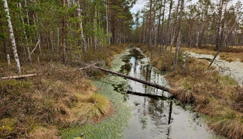 Kāpēc purvam vajag ūdeni? Pabeigta izpēte un sākta atjaunošana Latvijas purvos