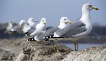 Чем контакты с птицами могут навредить человеку и как избежать риска