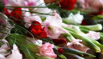 1. septembrī uz skolu tradicionāli nes gladiolas un asteres. Ziedu cenas aug