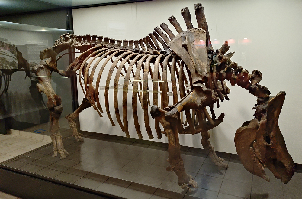 vai zini spalvainais degunradzis