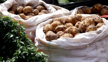 Ko ēdīsim pēc simt gadiem - kartupeļus vai sliekas?