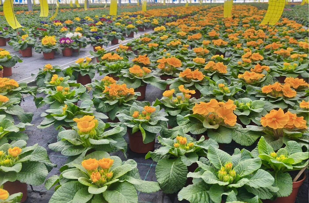 siltumnicas ziedi primulas