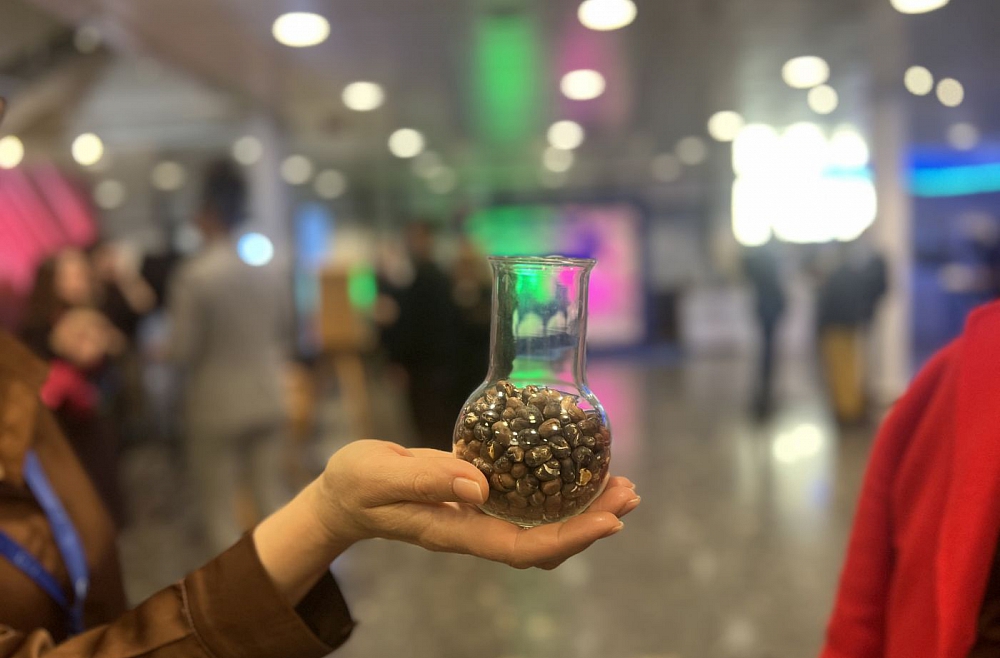 fermentētas cūku pupas