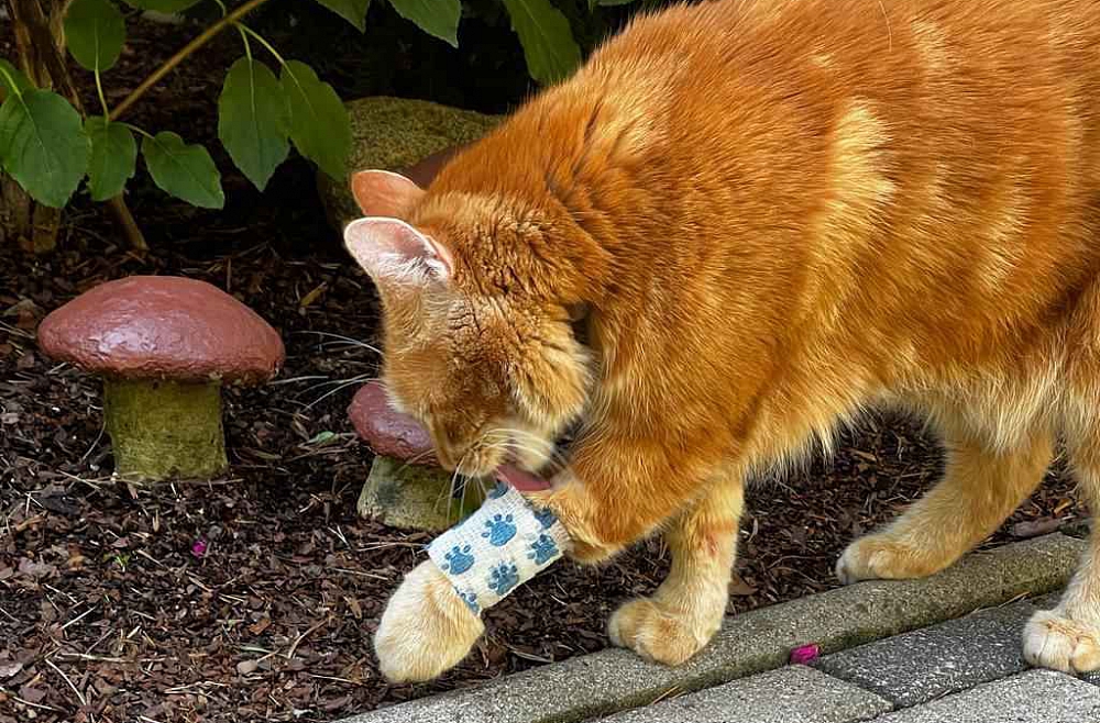 Kā pareizi glābt savainotu kaķi? Kā pareizi glābt savainotu kaķi?