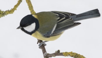 Lielā zīlīte visu gadu aizvada tuvu mūsu mājokļiem. Latvijā tā jūtas samēra labi