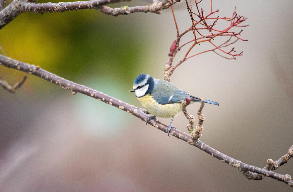 Putnu dziesmas: kā mazuļi apgūst šo saziņu un par ko putni sarunājas
