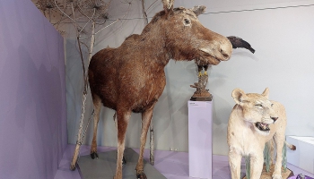 Dabas priekšmeta ceļš līdz muzeja krājumam