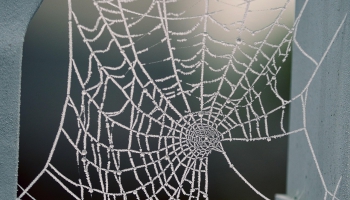 Naktsāķis 30.01.2026