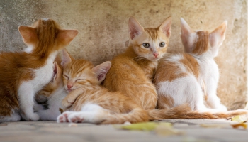 Страсти по котятам: права животных и человека