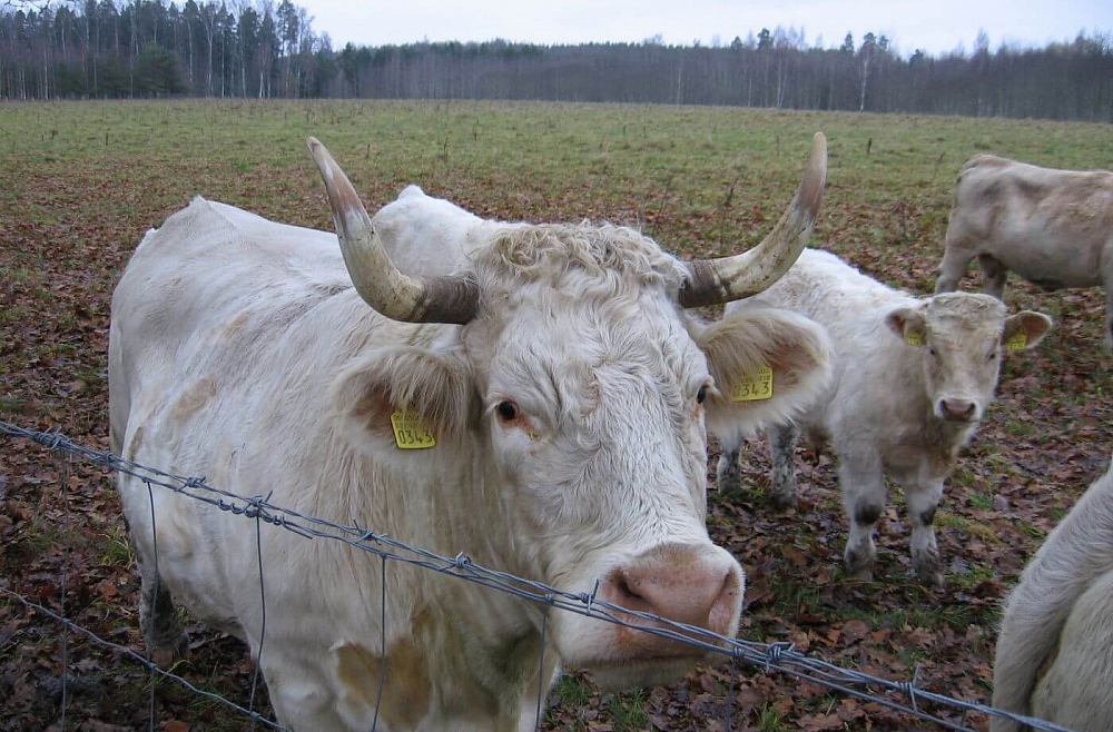 Maija Zvirbule Brenguļi