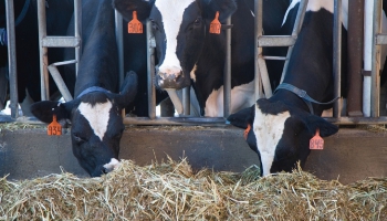Ieilgstot piena krīzei, sarukusi zemnieku interese par saimniecību modernizēšanu
