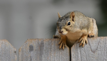 Naktsāķis 31.10.2025