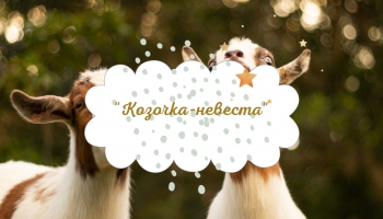 Латышская народная сказка "Козочка-невеста"
